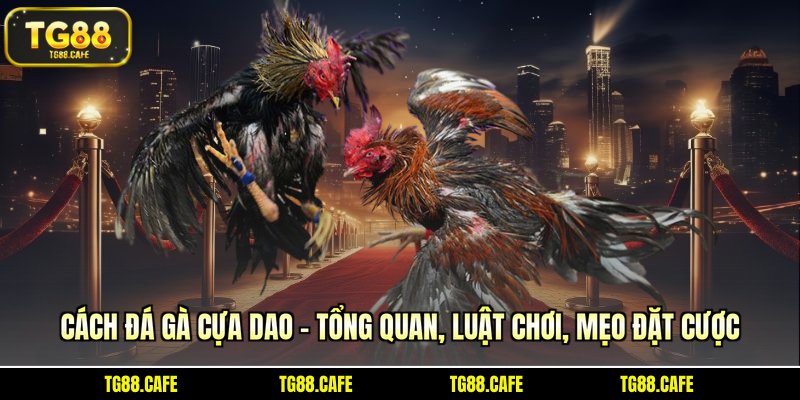 cách đá gà cựa dao