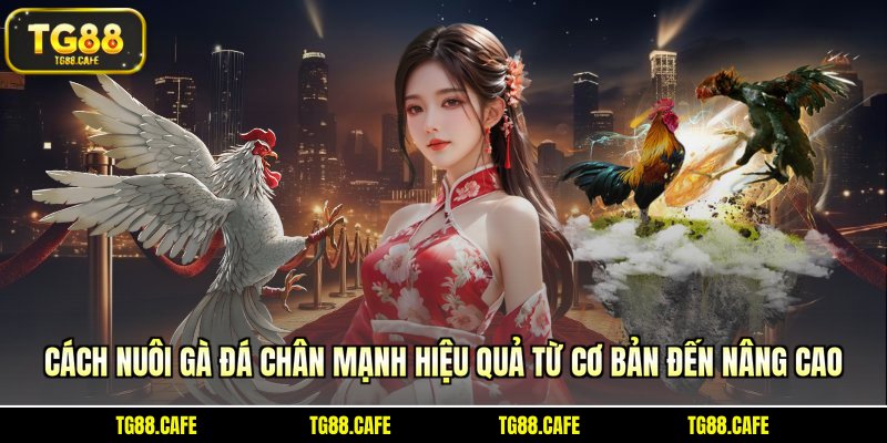 cách nuôi gà đá chân mạnh
