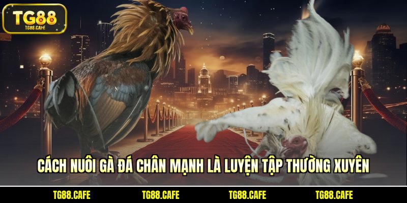 Cách nuôi gà đá chân mạnh với lịch huấn luyện hiệu quả