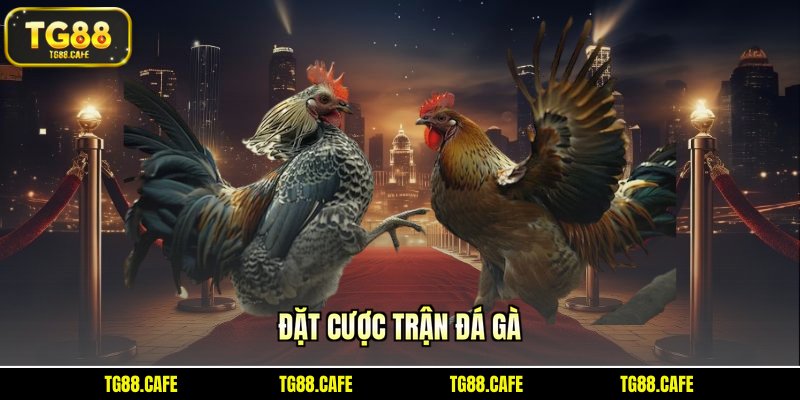 Đặt cược trận đá gà