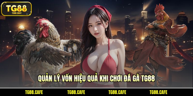 Quản lý vốn hiệu quả khi chơi đá gà TG88