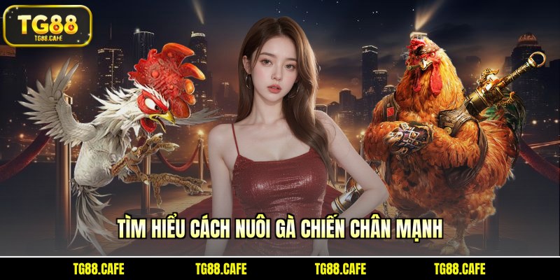 Tìm hiểu cách nuôi gà chiến chân mạnh