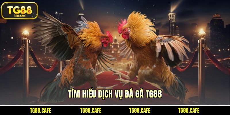 Tìm hiểu dịch vụ đá gà TG88